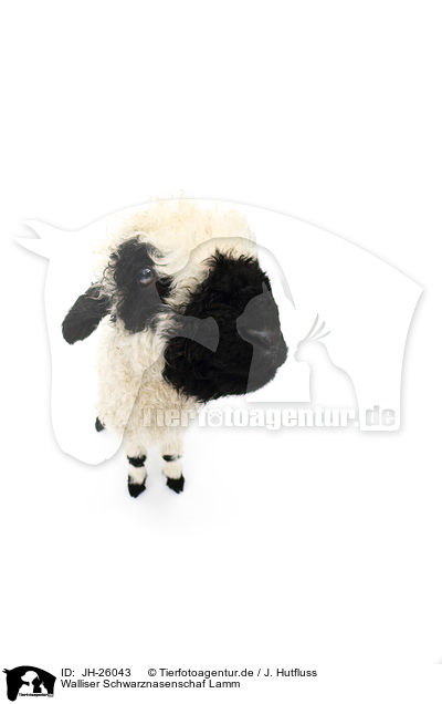 Walliser Schwarznasenschaf Lamm / Valais Blacknose lamb / JH-26043