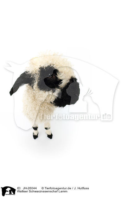 Walliser Schwarznasenschaf Lamm / Valais Blacknose lamb / JH-26044