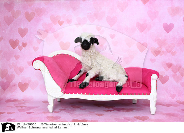 Walliser Schwarznasenschaf Lamm / Valais Blacknose lamb / JH-26050