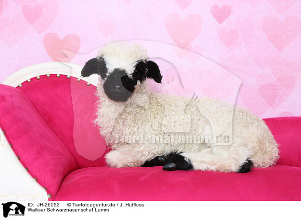 Walliser Schwarznasenschaf Lamm / Valais Blacknose lamb / JH-26052