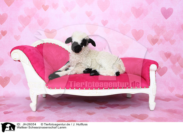Walliser Schwarznasenschaf Lamm / Valais Blacknose lamb / JH-26054