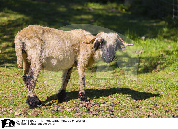 Walliser Schwarznasenschaf / Valais Blacknose / PW-11930