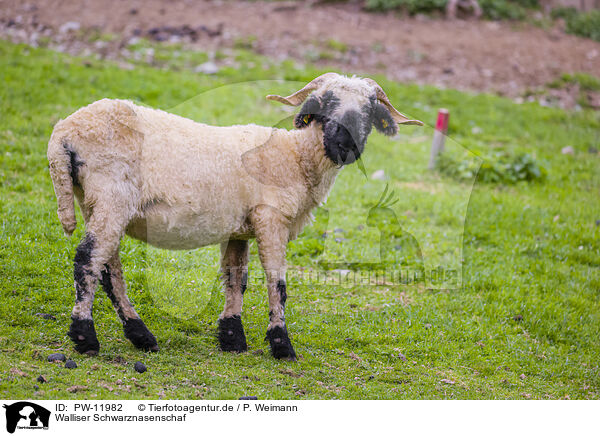 Walliser Schwarznasenschaf / Valais Blacknose / PW-11982