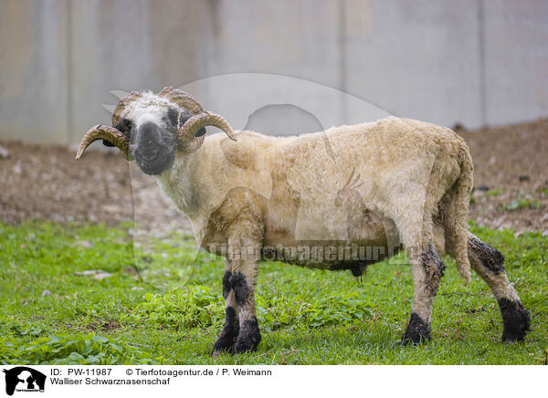 Walliser Schwarznasenschaf / PW-11987