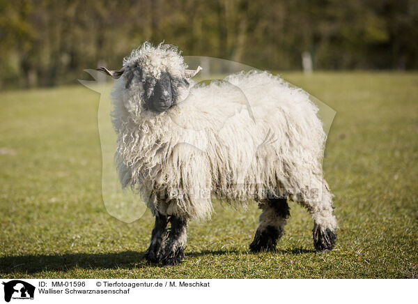 Walliser Schwarznasenschaf / Valais Blacknose / MM-01596