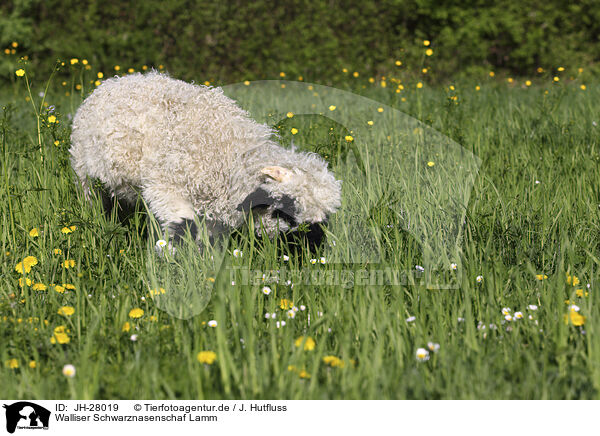 Walliser Schwarznasenschaf Lamm / Valais Blacknose lamb / JH-28019