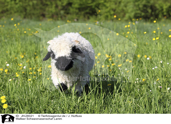 Walliser Schwarznasenschaf Lamm / JH-28021