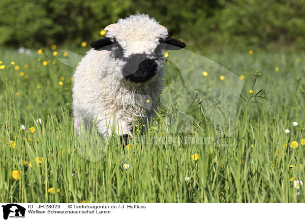 Walliser Schwarznasenschaf Lamm / Valais Blacknose lamb / JH-28023