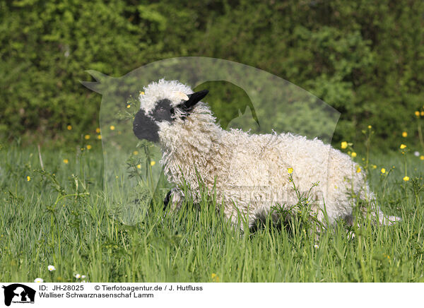 Walliser Schwarznasenschaf Lamm / JH-28025