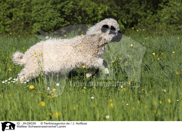 Walliser Schwarznasenschaf Lamm / Valais Blacknose lamb / JH-28026