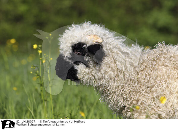 Walliser Schwarznasenschaf Lamm / Valais Blacknose lamb / JH-28027