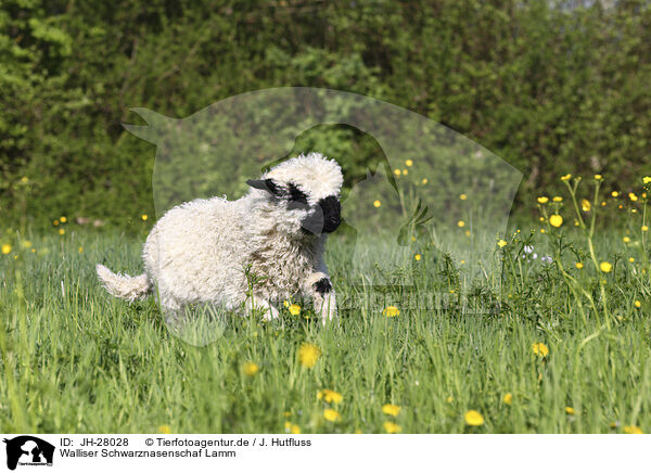 Walliser Schwarznasenschaf Lamm / Valais Blacknose lamb / JH-28028