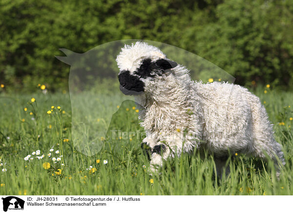 Walliser Schwarznasenschaf Lamm / Valais Blacknose lamb / JH-28031
