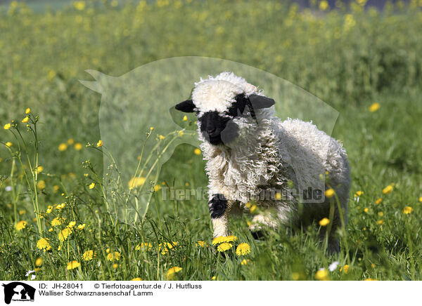 Walliser Schwarznasenschaf Lamm / JH-28041