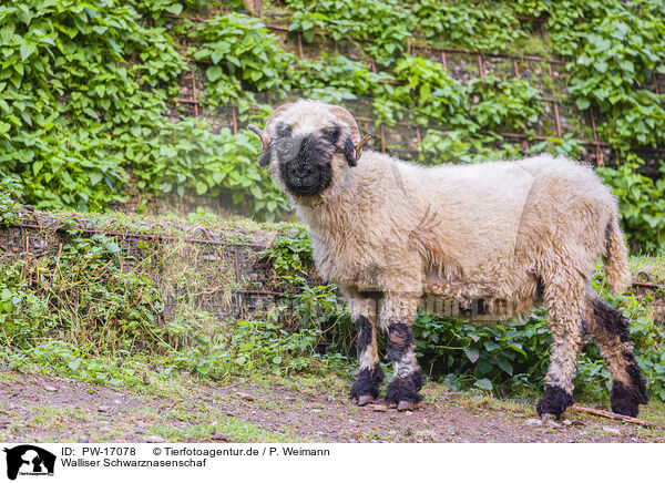 Walliser Schwarznasenschaf / wallachian sheep / PW-17078