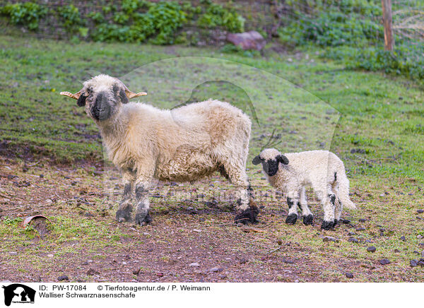 Walliser Schwarznasenschafe / wallachian sheeps / PW-17084