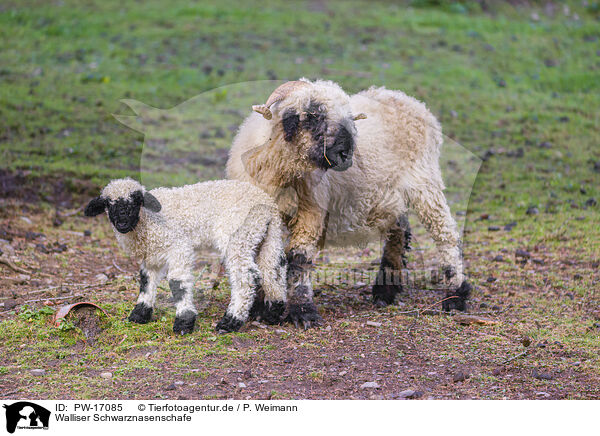 Walliser Schwarznasenschafe / wallachian sheeps / PW-17085