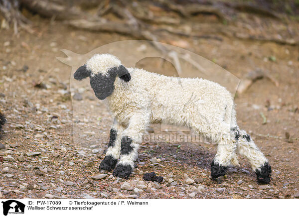 Walliser Schwarznasenschaf / wallachian sheep / PW-17089