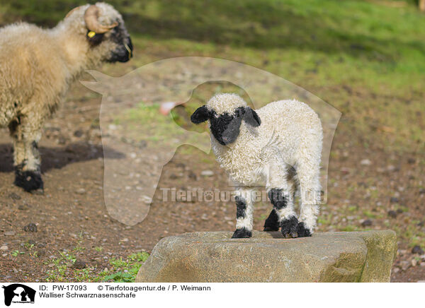 Walliser Schwarznasenschafe / wallachian sheeps / PW-17093