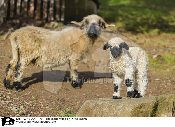 Walliser Schwarznasenschafe / wallachian sheeps / PW-17094