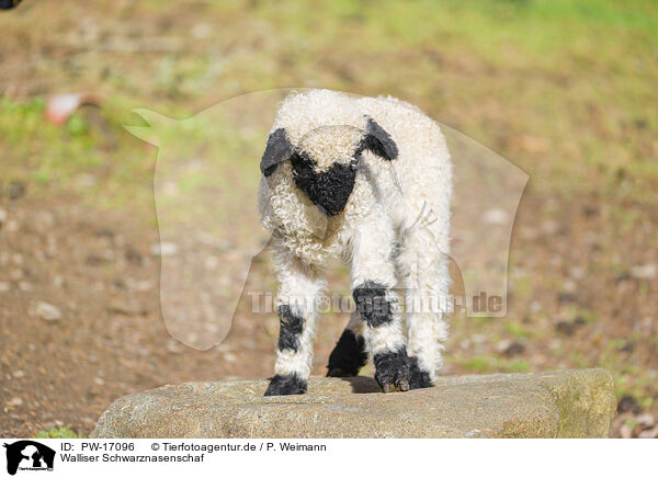 Walliser Schwarznasenschaf / wallachian sheep / PW-17096