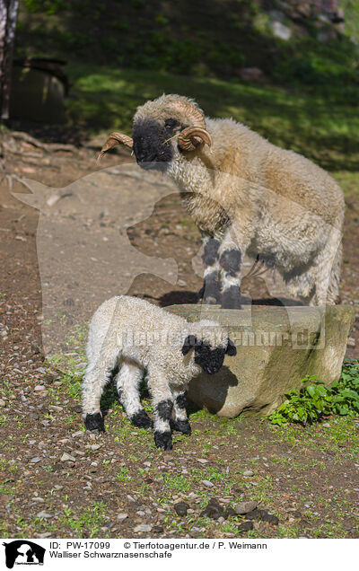 Walliser Schwarznasenschafe / wallachian sheeps / PW-17099