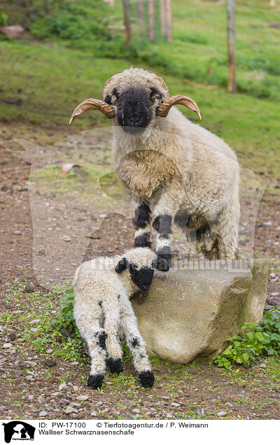 Walliser Schwarznasenschafe / wallachian sheeps / PW-17100