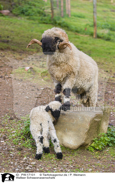 Walliser Schwarznasenschafe / wallachian sheeps / PW-17101