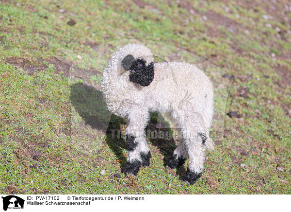 Walliser Schwarznasenschaf / wallachian sheep / PW-17102