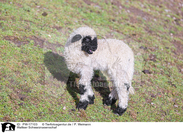 Walliser Schwarznasenschaf / wallachian sheep / PW-17103