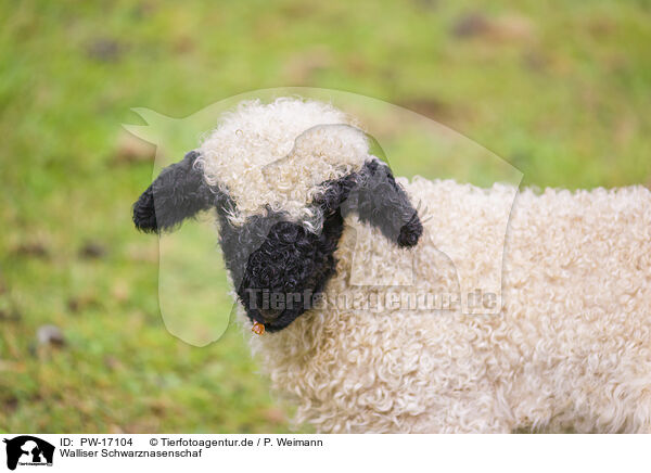 Walliser Schwarznasenschaf / wallachian sheep / PW-17104