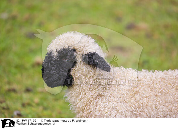 Walliser Schwarznasenschaf / wallachian sheep / PW-17105