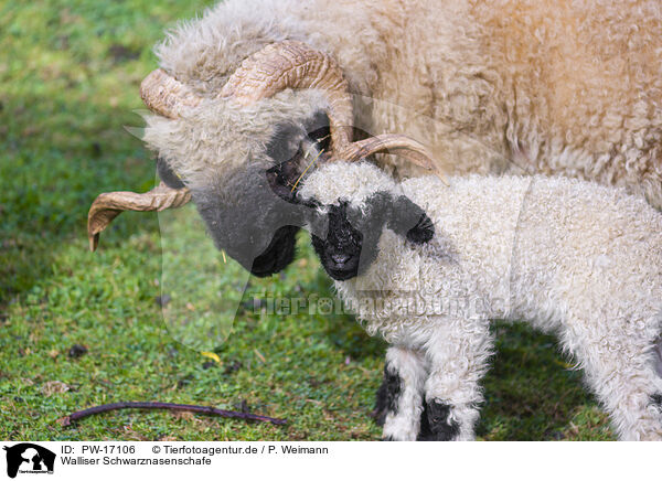 Walliser Schwarznasenschafe / wallachian sheeps / PW-17106