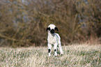 Walliser Schwarznasenschaf Lamm