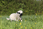 Walliser Schwarznasenschaf Lamm