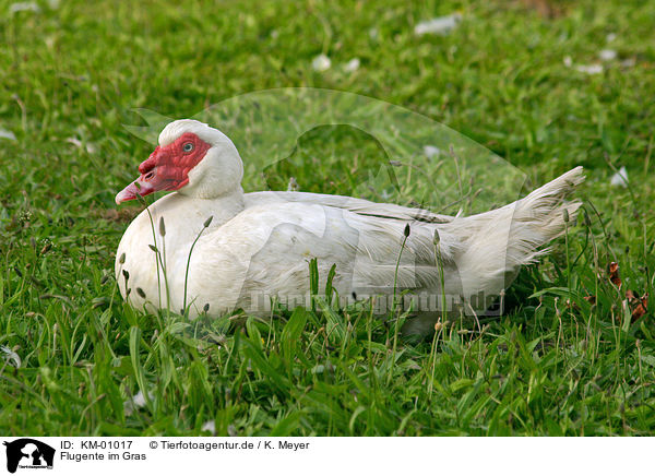 Flugente im Gras / duck / KM-01017