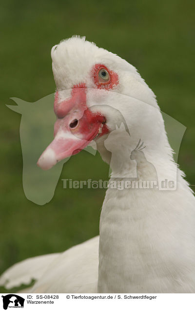 Warzenente / Muscovy duck / SS-08428