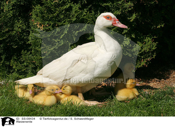 Warzenente / Muscovy ducks / SS-08434