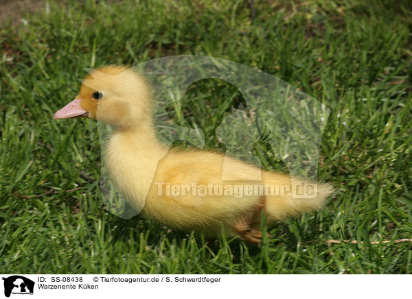 Warzenente Kken / Muscovy duck fledgling / SS-08438
