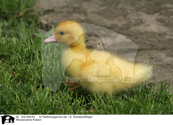 Warzenente Kken / Muscovy duck fledgling / SS-08440