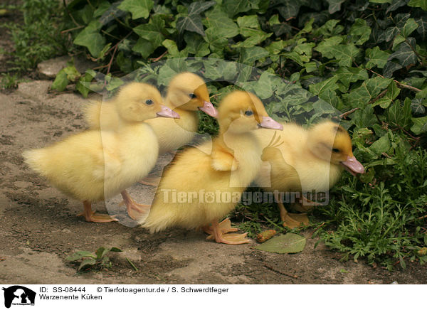 Warzenente Kken / Muscovy duck fledglings / SS-08444