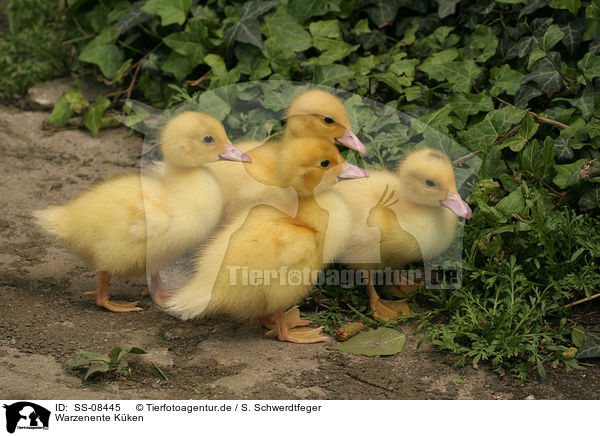 Warzenente Kken / Muscovy duck fledglings / SS-08445