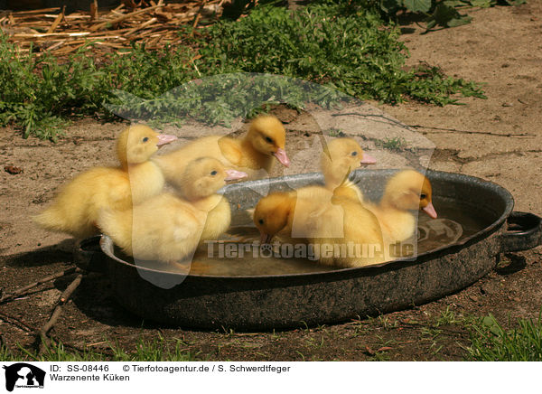 Warzenente Kken / Muscovy duck fledglings / SS-08446