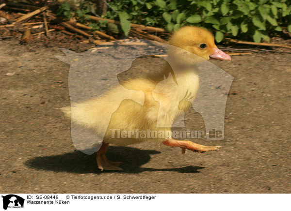 Warzenente Kken / Muscovy duck fledgling / SS-08449