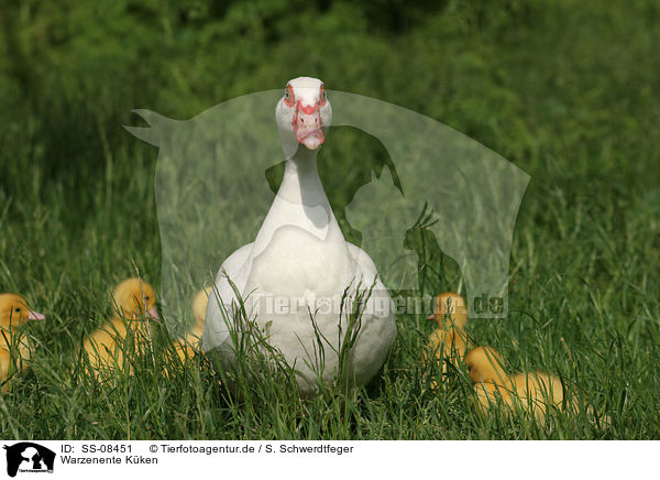 Warzenente Kken / Muscovy ducks / SS-08451