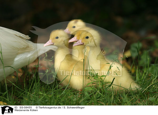 Warzenente Kken / Muscovy duck fledglings / SS-08455