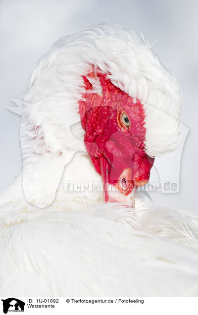Warzenente / Muscovy duck / HJ-01892