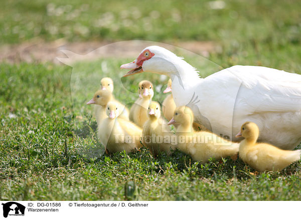 Warzenenten / Muscovy ducks / DG-01586