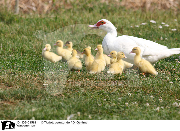 Warzenenten / Muscovy ducks / DG-01588