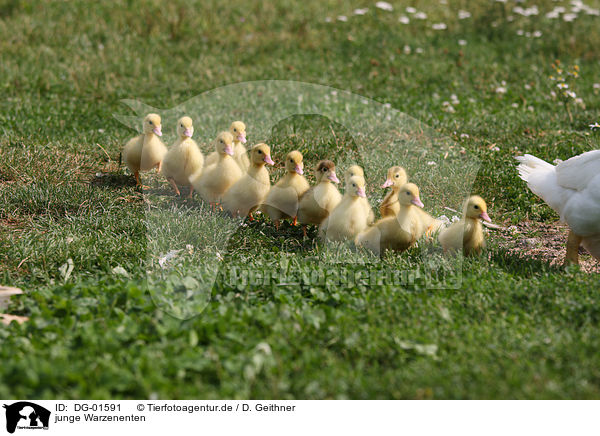junge Warzenenten / young Muscovy ducks / DG-01591